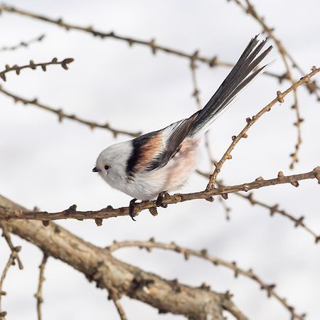 16 - Fulufjellets Nasjonalparker - Natur-, Dyre- Og Fugleopplevelser Ljørdal Eksteriør billede