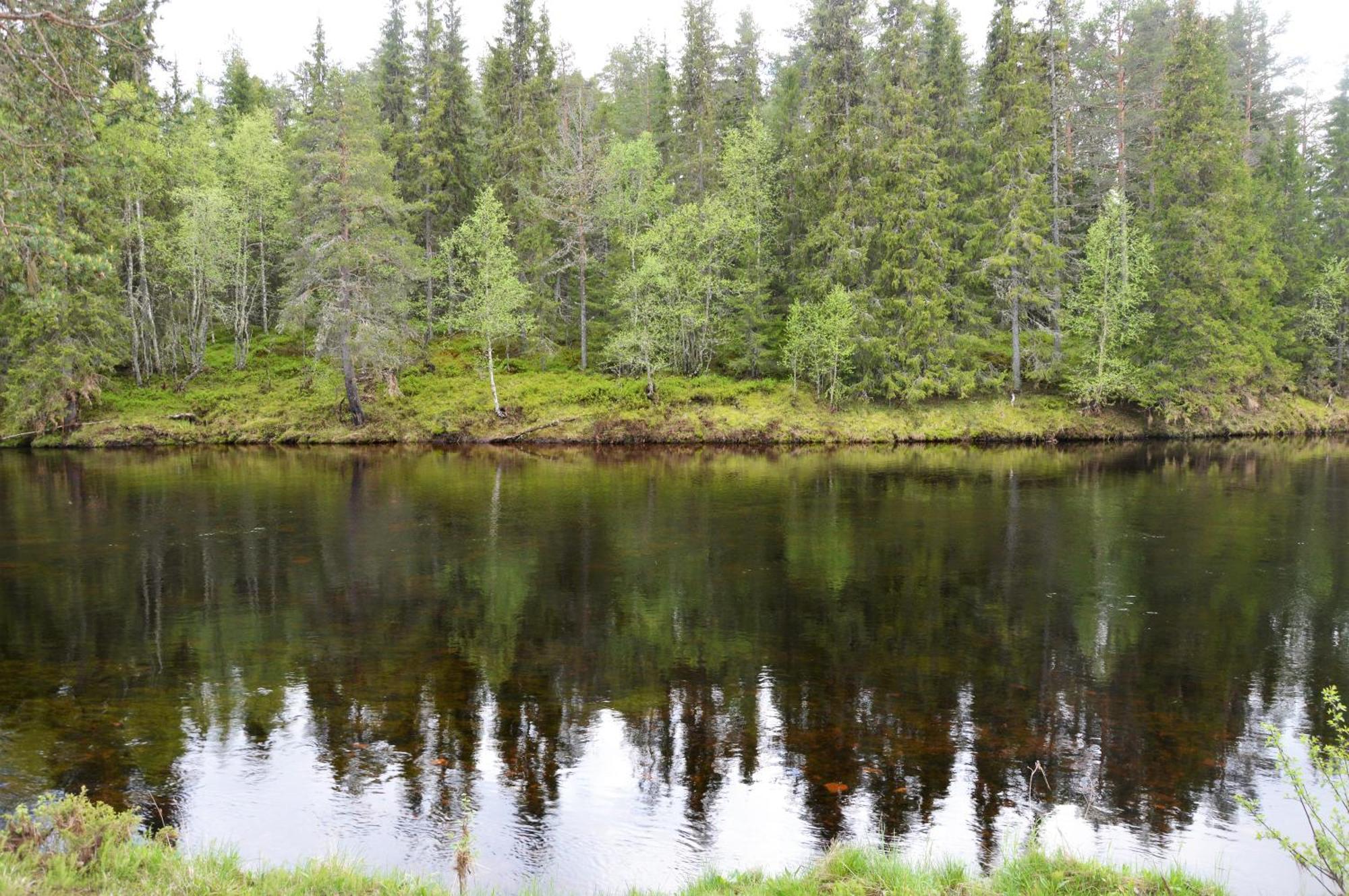 16 - Fulufjellets Nasjonalparker - Natur-, Dyre- Og Fugleopplevelser Ljørdal Eksteriør billede