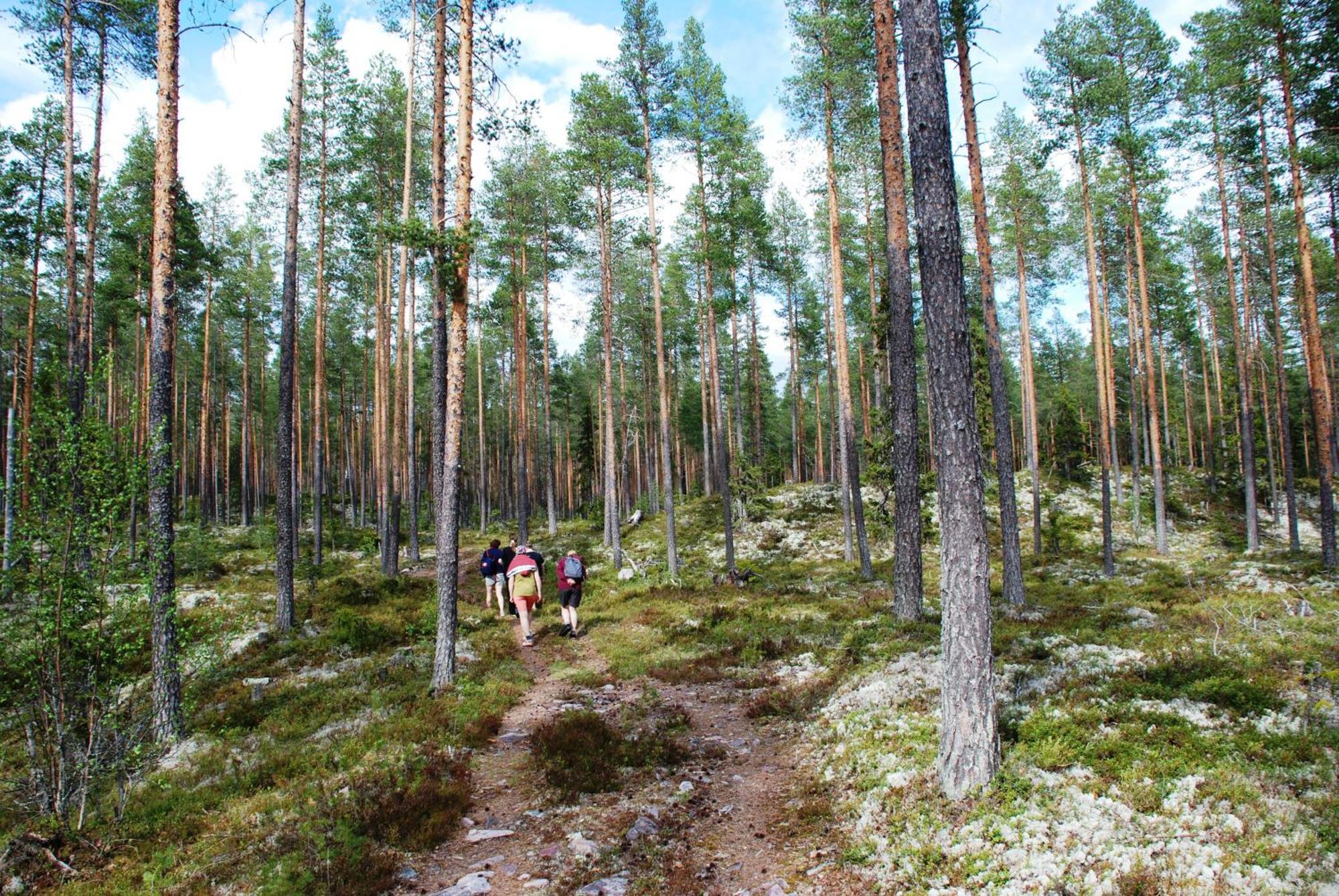 16 - Fulufjellets Nasjonalparker - Natur-, Dyre- Og Fugleopplevelser Ljørdal Eksteriør billede