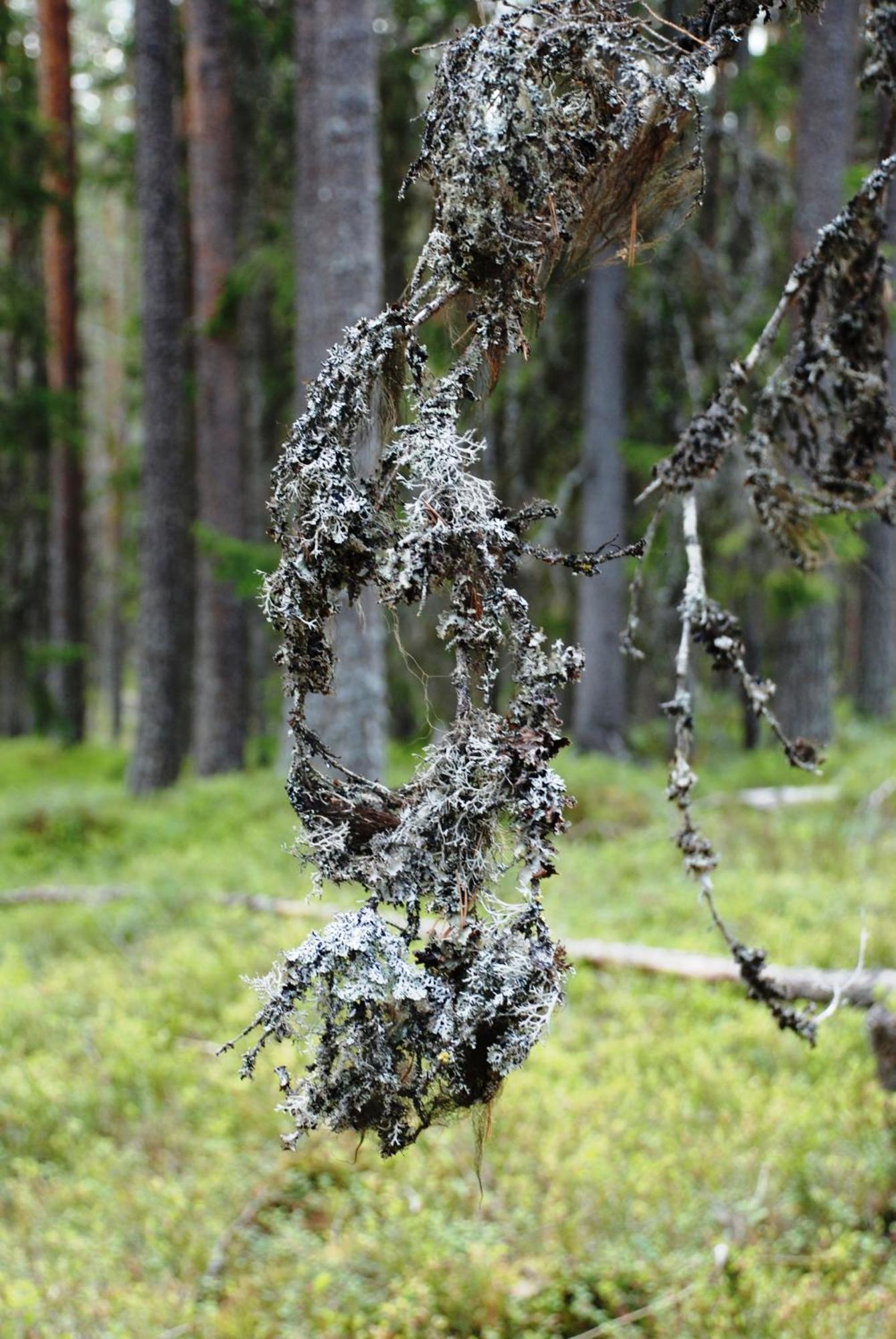 16 - Fulufjellets Nasjonalparker - Natur-, Dyre- Og Fugleopplevelser Ljørdal Eksteriør billede