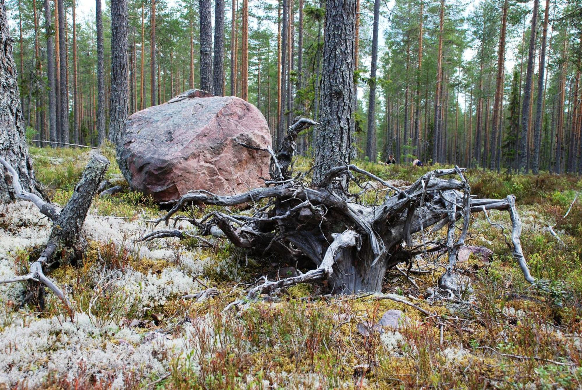 16 - Fulufjellets Nasjonalparker - Natur-, Dyre- Og Fugleopplevelser Ljørdal Eksteriør billede