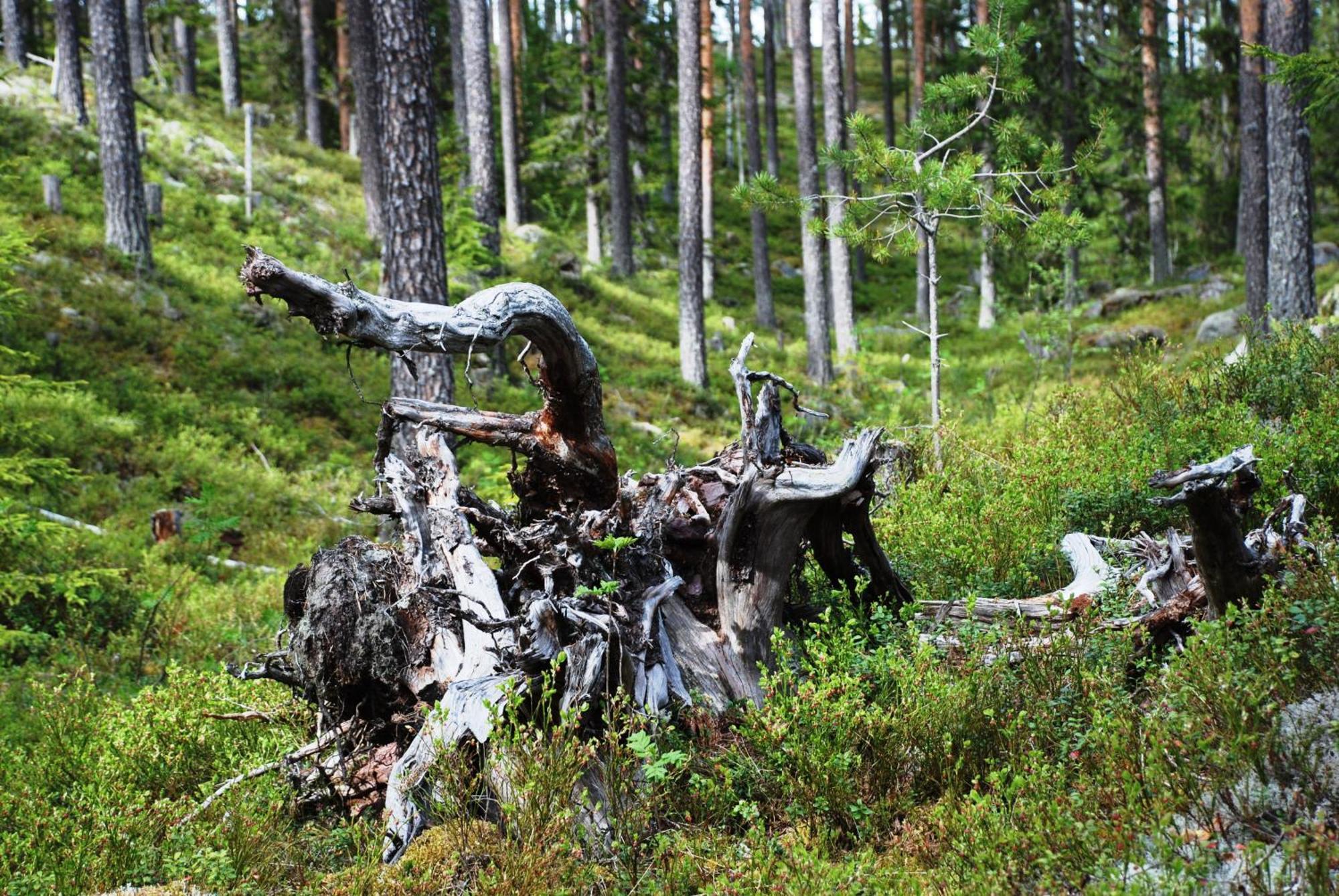 16 - Fulufjellets Nasjonalparker - Natur-, Dyre- Og Fugleopplevelser Ljørdal Eksteriør billede