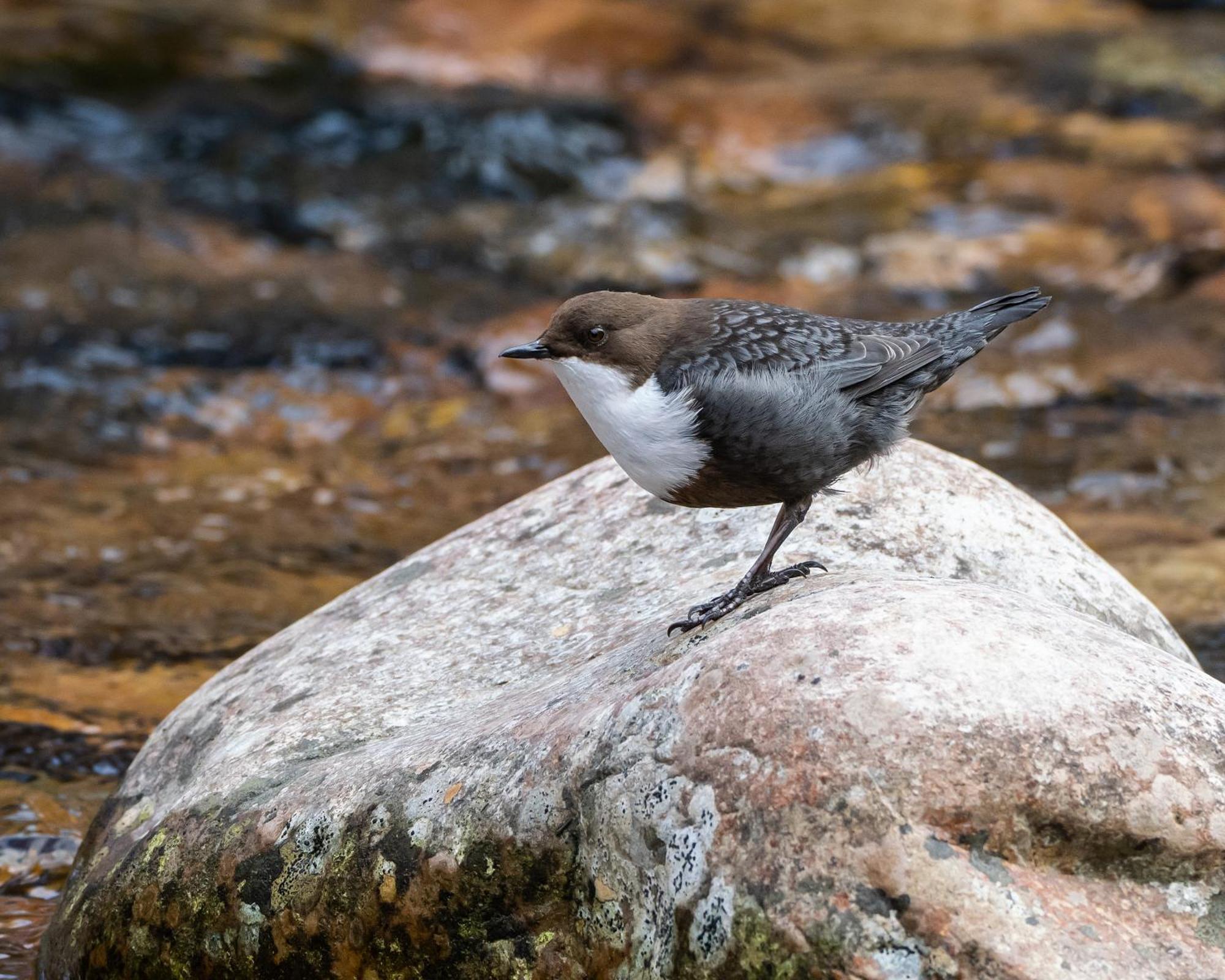 16 - Fulufjellets Nasjonalparker - Natur-, Dyre- Og Fugleopplevelser Ljørdal Eksteriør billede