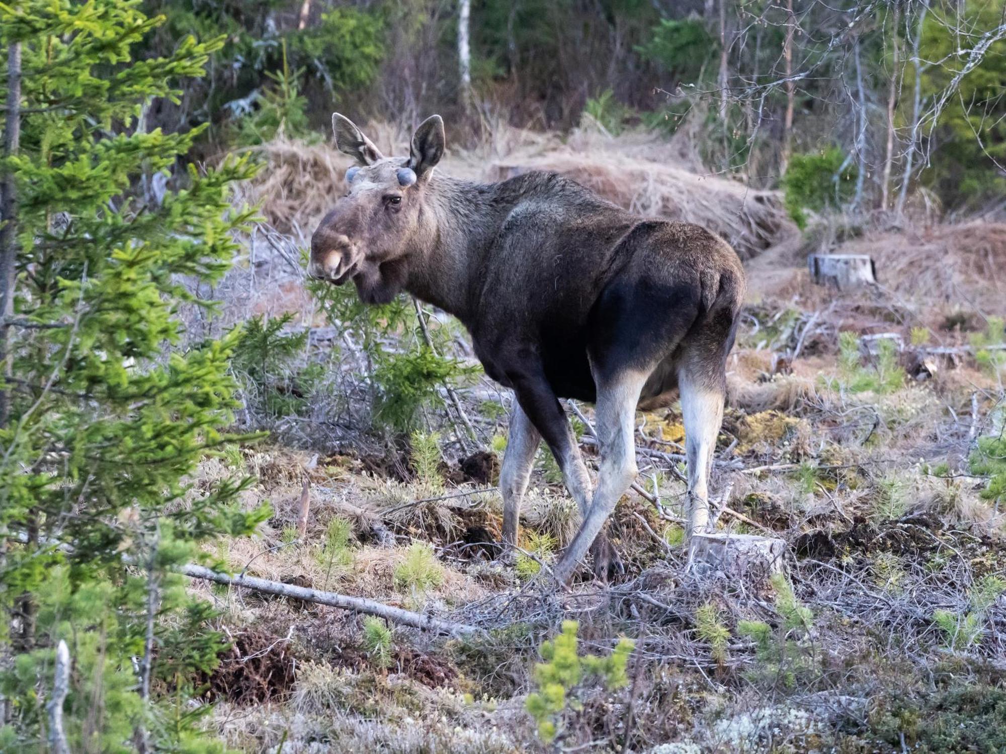 16 - Fulufjellets Nasjonalparker - Natur-, Dyre- Og Fugleopplevelser Ljørdal Eksteriør billede