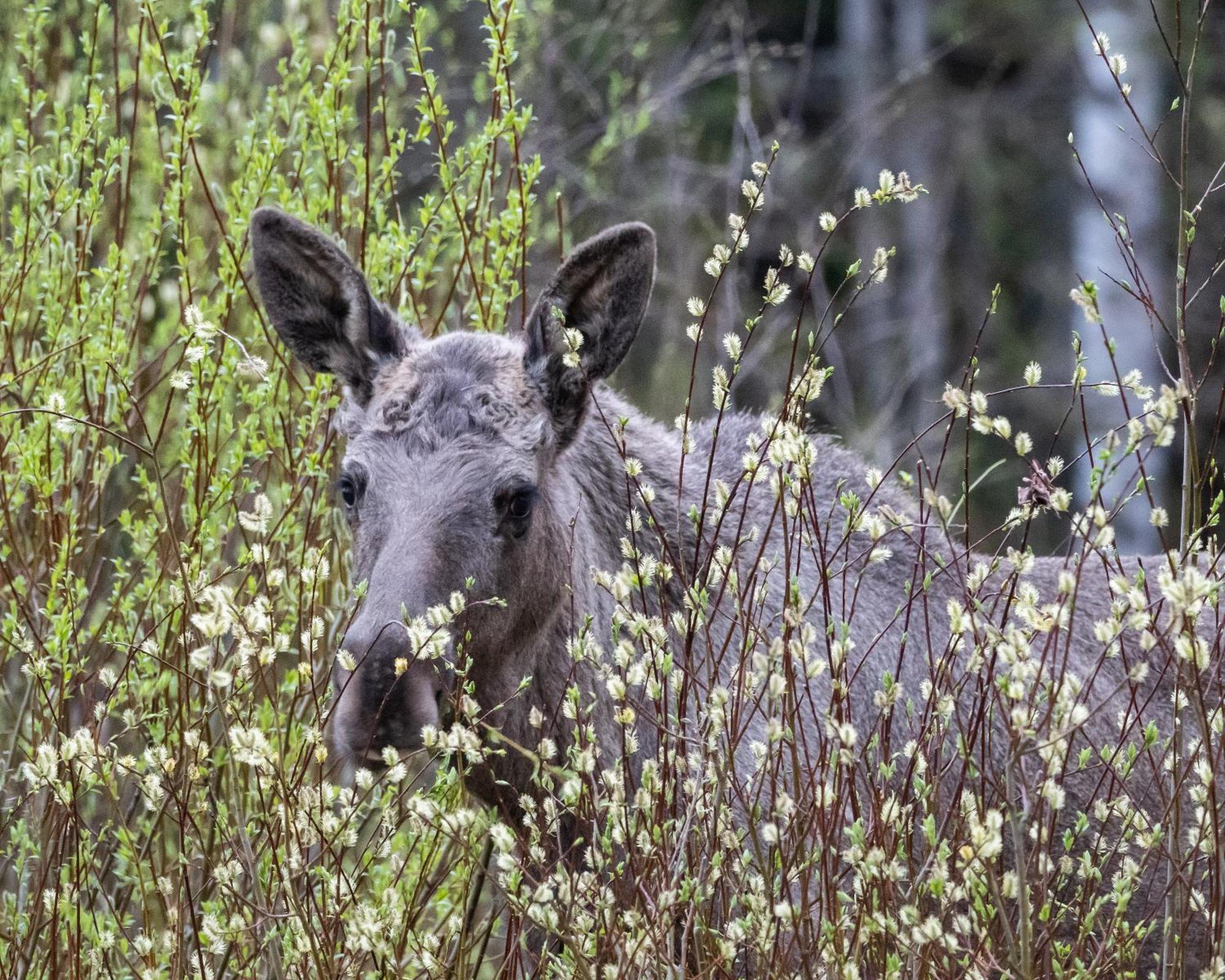 16 - Fulufjellets Nasjonalparker - Natur-, Dyre- Og Fugleopplevelser Ljørdal Eksteriør billede